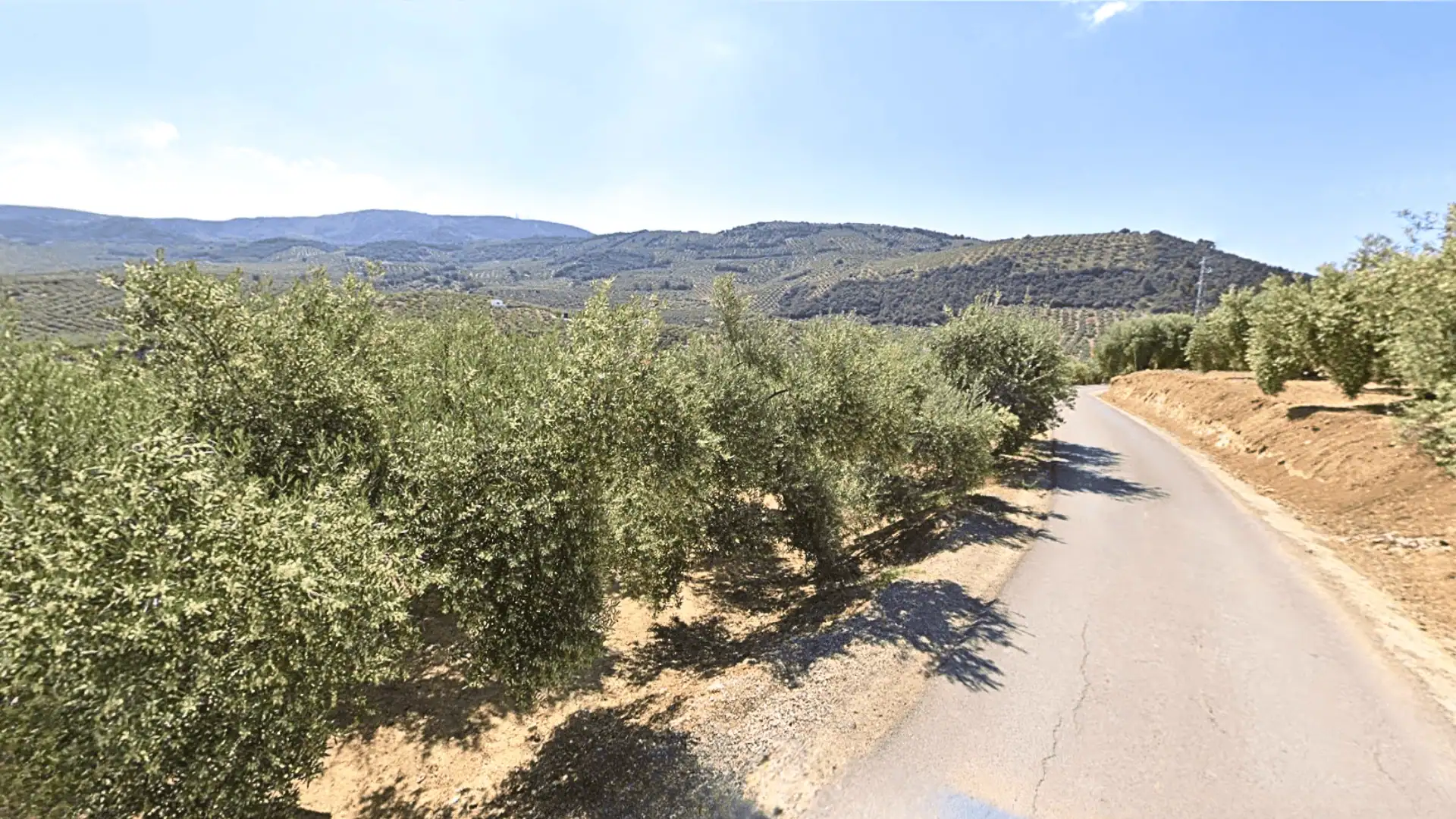 Olive groves and open hills of the Montefrío countryside in Andalusia